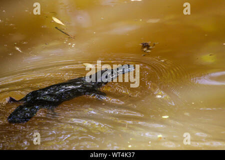 Platypus nageant à la surface d'un ruisseau, Yungaburra, Atherton, Queensland, Australie Banque D'Images
