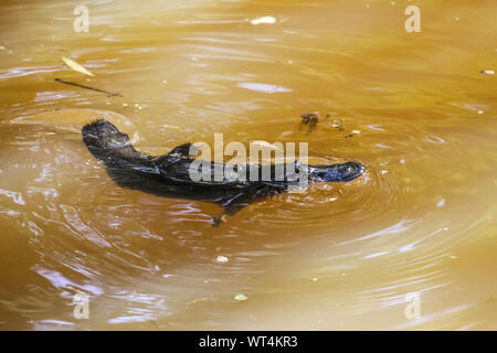Platypus nageant à la surface d'un ruisseau, Yungaburra, Atherton, Queensland, Australie Banque D'Images