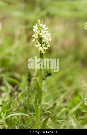 Orchidée de soufre, Dactylorhiza sulphurea, Wild Orchid, Andalousie, espagne. Banque D'Images