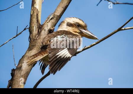 Kookaburra se percher sur une branche sous le ciel bleu, Yungaburra, Atherton, Queensland, Australie Banque D'Images