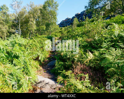 Un chemin presque invisible à travers forêt bracken à la falaise de Birchen Edge dans le Peak District. Banque D'Images