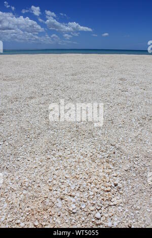 Plage de Shell dans la région de Shark Bay, en Australie occidentale. Plage de coquillages au lieu de sable, en raison de la forte salinité, le mollusque ne vivent que pour 18 mois. Banque D'Images