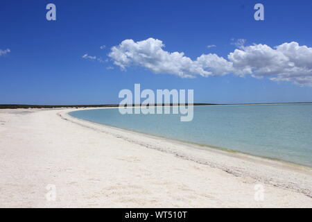 Plage de Shell dans la région de Shark Bay, en Australie occidentale. Plage de coquillages au lieu de sable, en raison de la forte salinité, le mollusque ne vivent que pour 18 mois. Banque D'Images