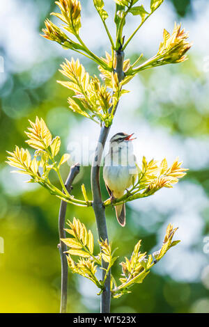 Acrocephalus scirpaceus Eurasian reed warbler chant d'oiseaux dans des roseaux pendant le lever du soleil. Début de matinée ensoleillée en été Banque D'Images