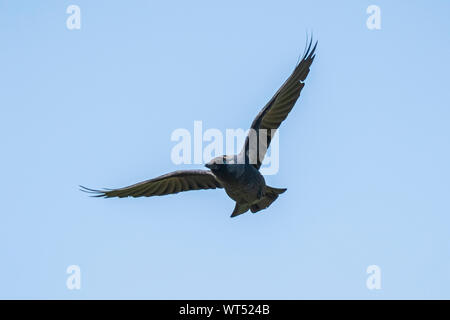 Western Jackdaw Coloeus Monedula d'oiseaux en vol sur une journée ensoleillée Banque D'Images