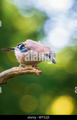 Libre d'une eurasienne jay Garrulus glandarius oiseau perché sur une branche dans une forêt couleurs d'été sur l'arrière-plan. Banque D'Images