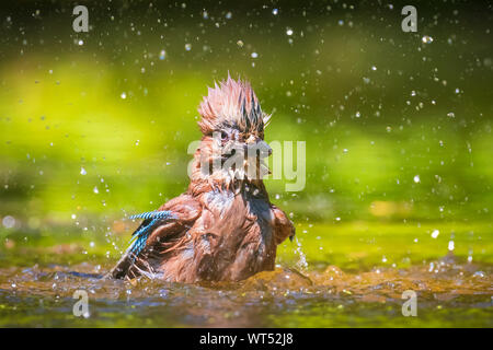 Libre d'un eurasien humides oiseaux jay Garrulus glandarius lavage, nettoyage et lissage à l'eau. Focus sélectif et peu de vue poit Banque D'Images