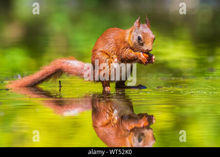 Belle écureuil rouge eurasien, Sciurus vulgaris, de boire et d'alimentation en eau avec la réflexion. La faune forestière, selective focus, la lumière solaire naturelle. Banque D'Images