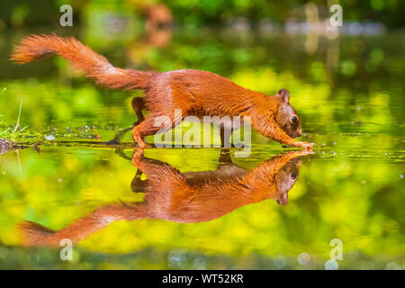 Belle écureuil rouge eurasien, Sciurus vulgaris, de boire et d'alimentation en eau avec la réflexion. La faune forestière, selective focus, la lumière solaire naturelle. Banque D'Images