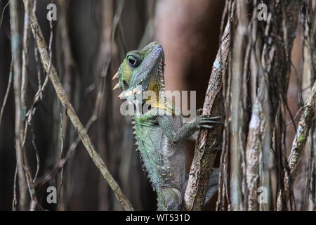 Gros plan d'une forêt Boyds grimper Dragon un rideau figuier, Atherton, Queensland, Australie Banque D'Images