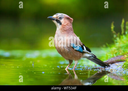 Libre de Eurasian jay Garrulus glandarius bird boire, laver, lissage et de nettoyage dans l'eau. Focus sélectif et peu de vue poit Banque D'Images