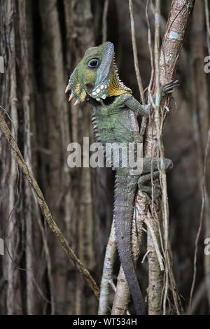 Gros plan d'une forêt Boyds grimper Dragon un rideau figuier, Atherton, Queensland, Australie Banque D'Images