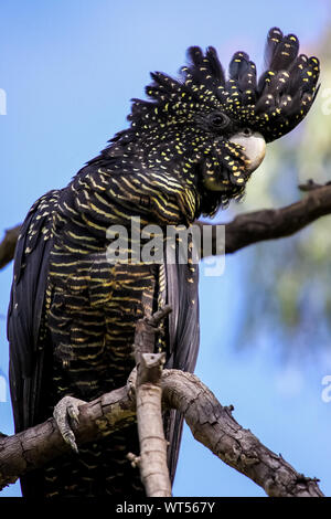 Close up d'un cacatoès noir à queue rouge avec un joli crest se percher sur une branche, Paluma Range National Park, Queensland, Australie Banque D'Images