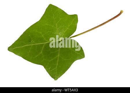 Feuille de lierre vert isolé sur fond blanc Banque D'Images