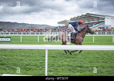 Chevaux course à la ligne d'arrivée à la Cheltenham Festival. Le premier ministre britannique de chasse National réunion de courses et un haut lieu d'une armée de fans irlandais voyage Banque D'Images