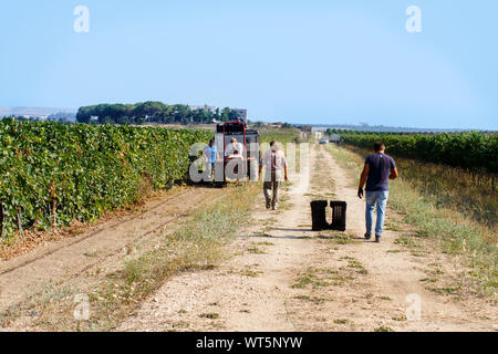 Les travailleurs pendant la Vendemmia - vendanges dans un vignoble dans le sud de l'Italie, Pouilles Banque D'Images