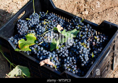 Raisins de caisses en plastique au cours de vendanges dans le sud de l'Italie, Pouilles Banque D'Images