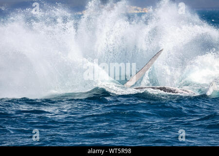 Baleine à bosse pec slapping produisant des embruns, Hervey Bay, Queensland Banque D'Images