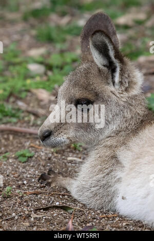 Close up d'un kangourou gris de l'Est, le Parc National de Girraween, profil, Queensland, Australie Banque D'Images