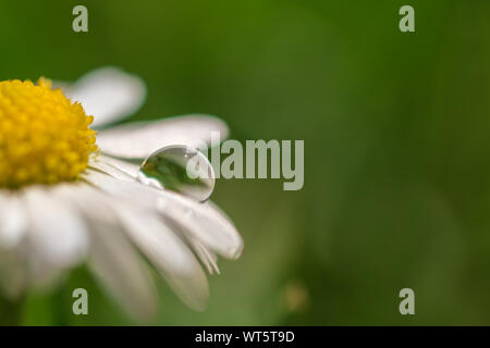 Les marguerites avec de l'eau chute avec copie espace comme modèle Banque D'Images