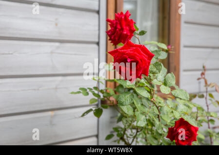 De belles roses fleurissent dans le jardin pendant la pluie en automne, les gouttes de pluie Banque D'Images