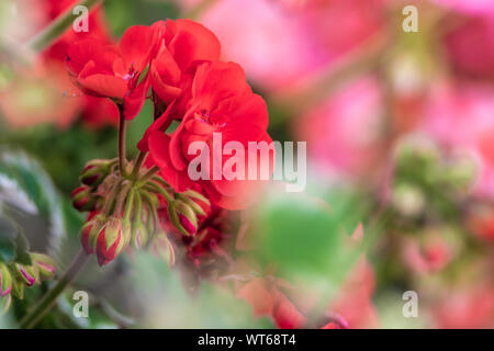 Les géraniums rouge dans un parterre de fleurs colorées Banque D'Images