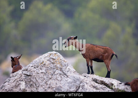Balearian Chèvre Férale (Capra aegagrus hircus) Banque D'Images