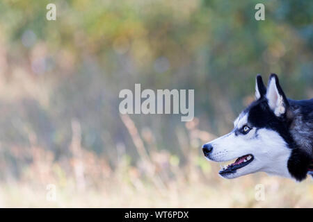 Recherche Husky dans la nature, animaux domestiques et les chiens Banque D'Images