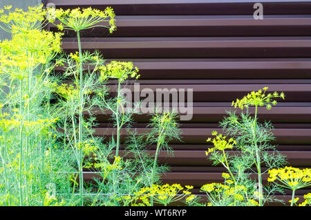 Dill plant parasols sur fond brun. Studio Photo Banque D'Images