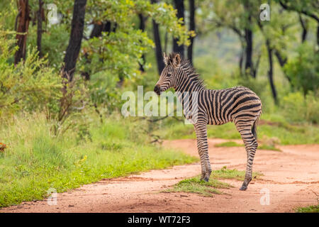 Jeune zèbre (Equus burchelli) dans la brousse africaine, Welgevonden Game Reserve, Afrique du Sud. Banque D'Images