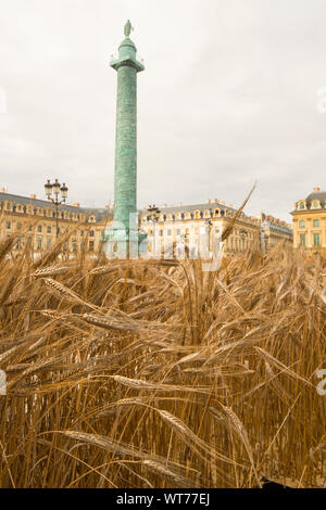 Un million d'épis de blé planté place Vendôme, PARIS Banque D'Images