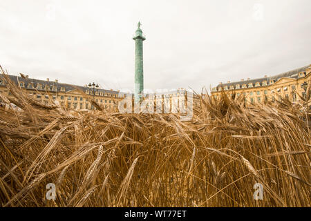 Un million d'épis de blé planté place Vendôme, PARIS Banque D'Images