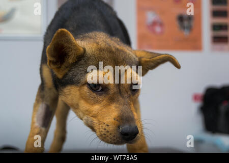 Chien avec une réaction anaphylactique après injection de vitamine K Banque D'Images