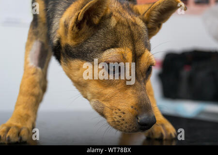 Chien avec une réaction anaphylactique après injection de vitamine K Banque D'Images