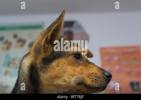 Chien avec une réaction anaphylactique après injection de vitamine K Banque D'Images