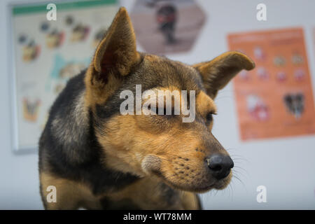 Chien avec une réaction anaphylactique après injection de vitamine K Banque D'Images