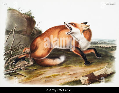 John Woodhouse Audubon (1812-1862) - Américain Red-Fox (Vulpes fulvus) de la quadrupèdes vivipares d'Amérique du Nord (1845) Banque D'Images
