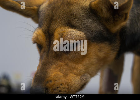 Chien avec une réaction anaphylactique après injection de vitamine K Banque D'Images