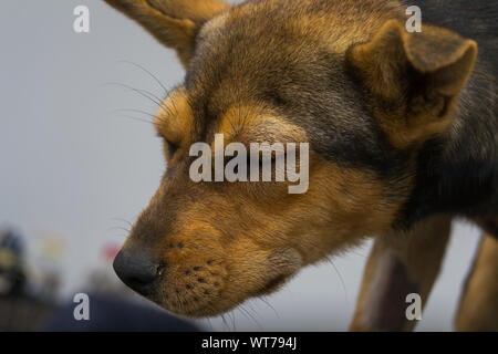 Chien avec une réaction anaphylactique après injection de vitamine K Banque D'Images