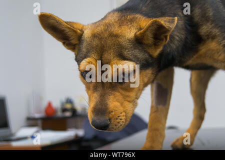 Chien avec une réaction anaphylactique après injection de vitamine K Banque D'Images