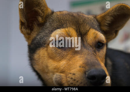 Chien avec une réaction anaphylactique après injection de vitamine K Banque D'Images