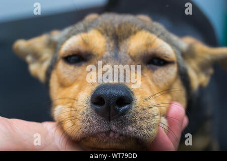 Chien avec une réaction anaphylactique après injection de vitamine K Banque D'Images