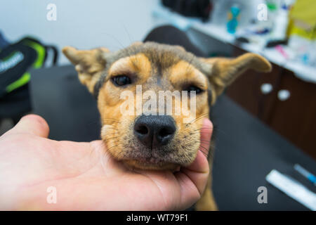 Chien avec une réaction anaphylactique après injection de vitamine K Banque D'Images