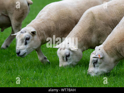 Béliers Texel le pâturage dans le yearling meadow, North Yorkshire, UK. Banque D'Images