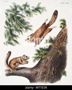 John Woodhouse Audubon (1812-1862) - rivière Severn Polatouche (Pteromys sabrinus) et Rocky (Pteromys alpinus) de la quadrupèdes vivipares d'Amérique du Nord (1845) Banque D'Images