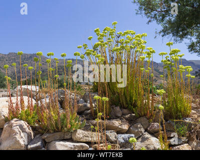 Petrosedum sediforme, plante de pierre pâle en pleine fleur avec un fond de montagne Banque D'Images