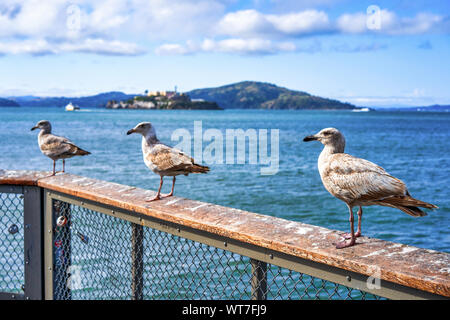 Mouettes sur la promenade de San Francisco. Alcatraz prison floues dans l'arrière-plan Banque D'Images