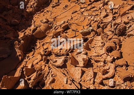 La boue séchée dans Dryfork Slot Canyon, Escalante, Utah. Banque D'Images