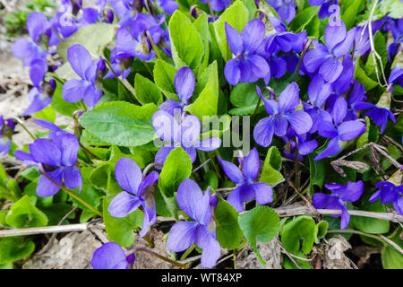 Fleurs de violette commune dans un jardin. De nombreuses fleurs parfumées violet sur un lit Banque D'Images