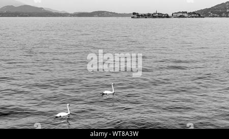 Belle vue en noir et blanc de deux cygnes nageant dans le Lac Majeur, les îles Borromées avec en arrière-plan, Italie Banque D'Images